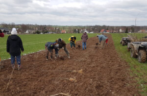Pflanzung einer Feldhecke mit Freiwilligen