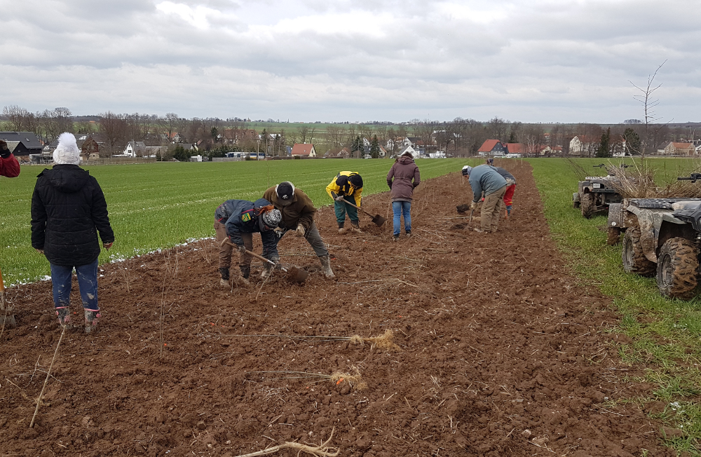 Pflanzung einer Feldhecke mit Freiwilligen