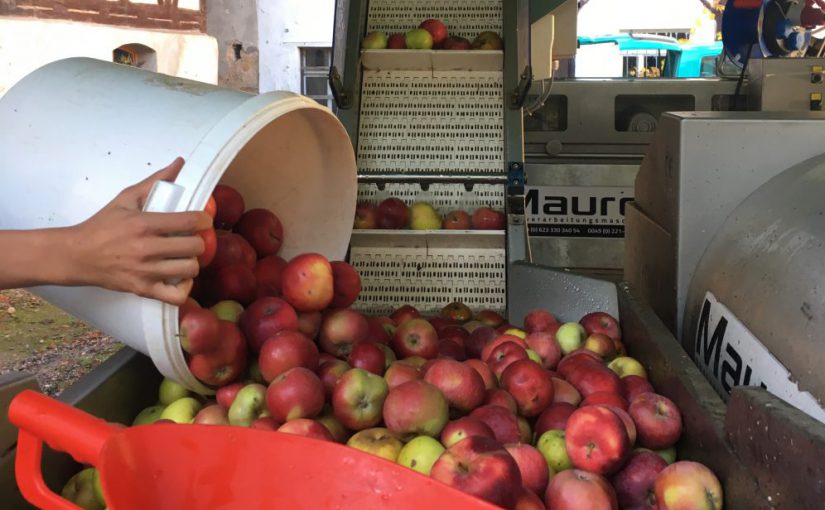 Apfel-Presstag auf dem Hof der Gräfenmühle