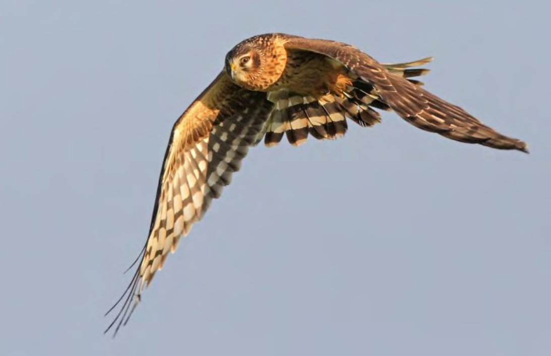 Ornithologischer Jahresbericht 2019