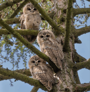 Beitragsbild Ornithologische Jahresbericht 2024
