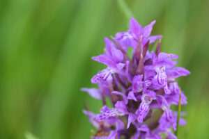 Orchidee