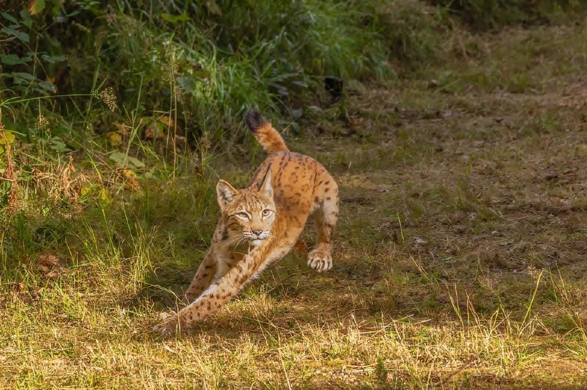 DVL SachsenBlatt 05/25