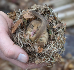 Haselmaus im Kugelnest