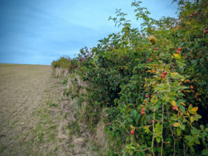 Hecke