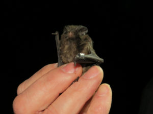 NaturTour Fledermäuse – Jäger der Nacht NaturTour_Fledermäuse_Jäger_Der_Nacht