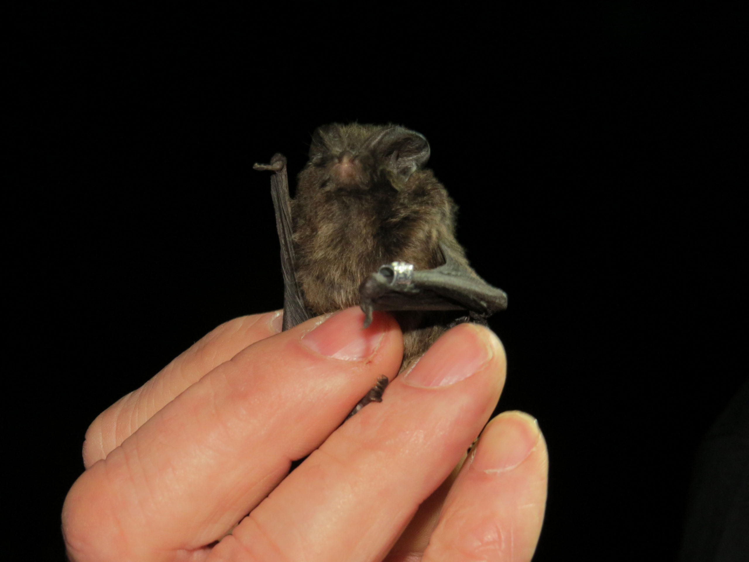 NaturTour Fledermäuse – Jäger der Nacht NaturTour_Fledermäuse_Jäger_Der_Nacht