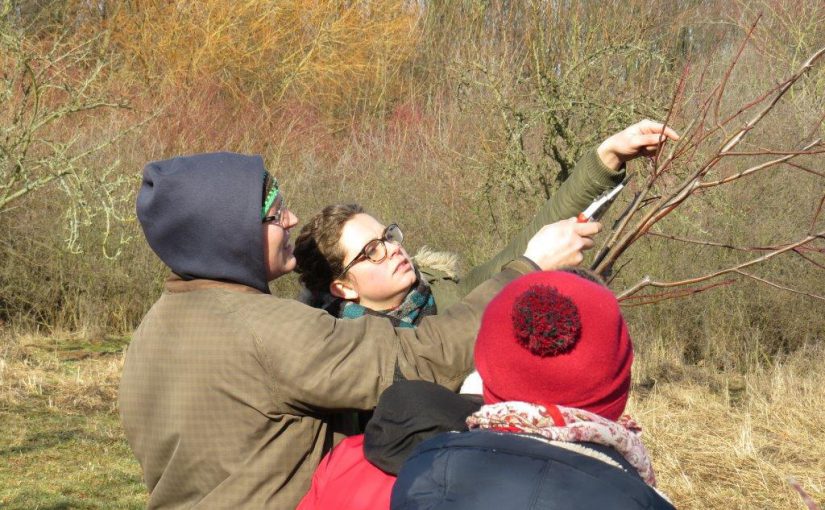 Obstbaumschnittseminar in Oberfrohna