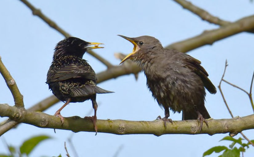 Ornithologischer Jahresbericht 2018 Ornithol