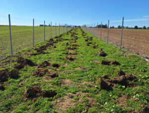 Feldhecke Kauffungen