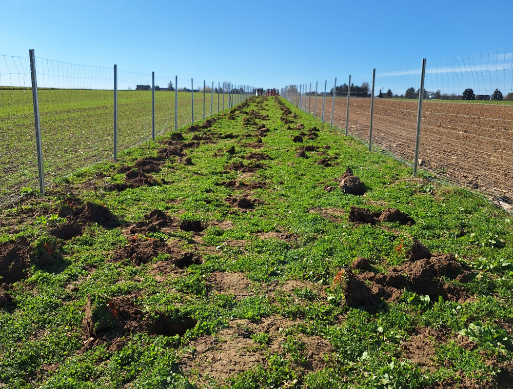 Feldhecke Kauffungen