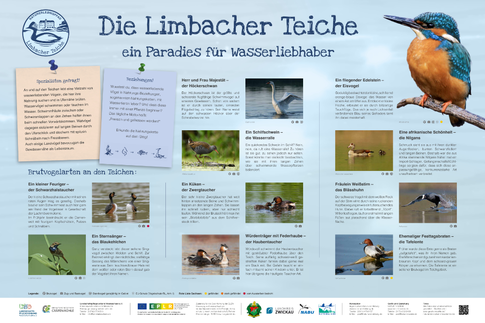 Wasservögel