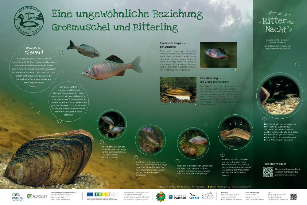 Teichmuschel und Bitterling