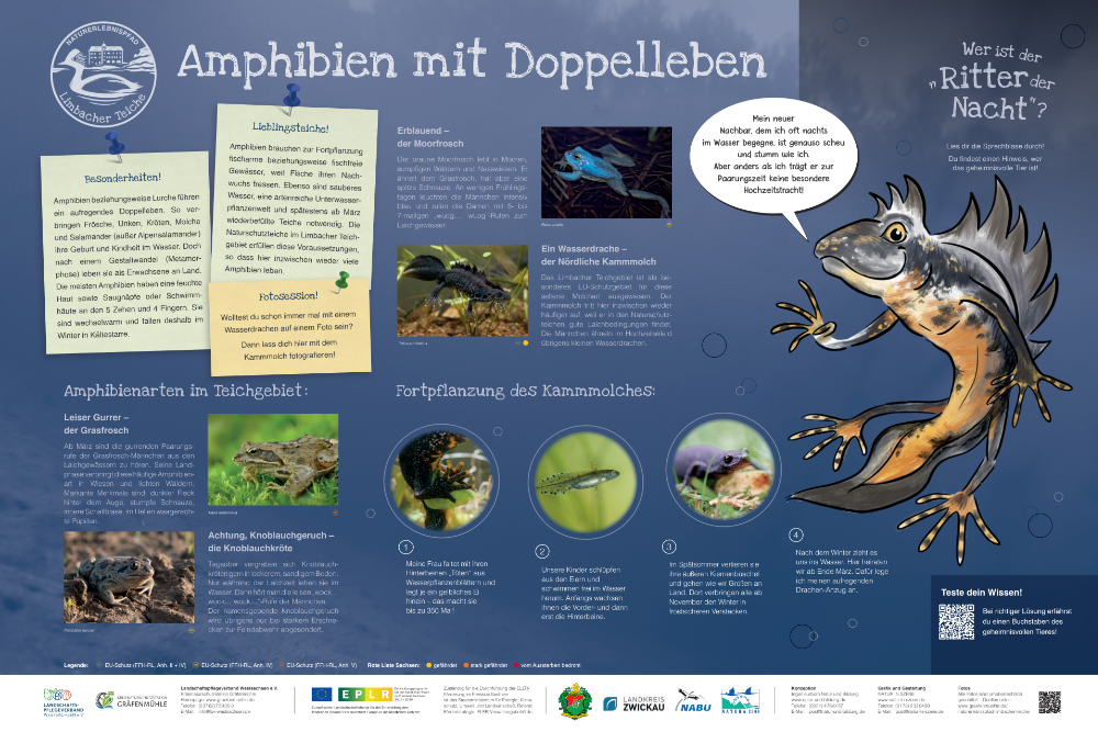 Amphibien
