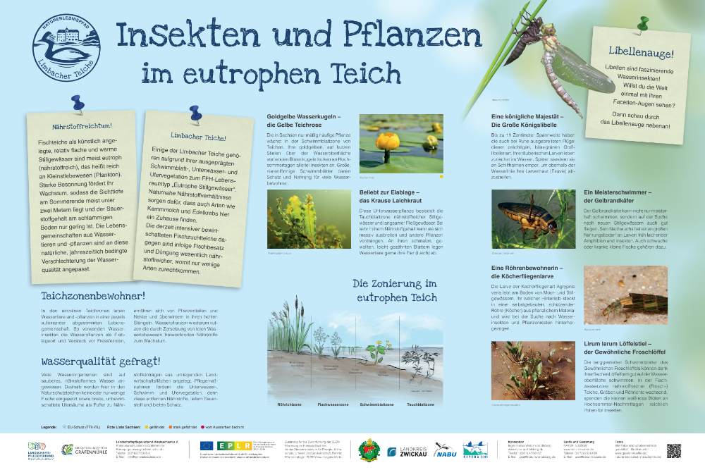 Wasserinsekten