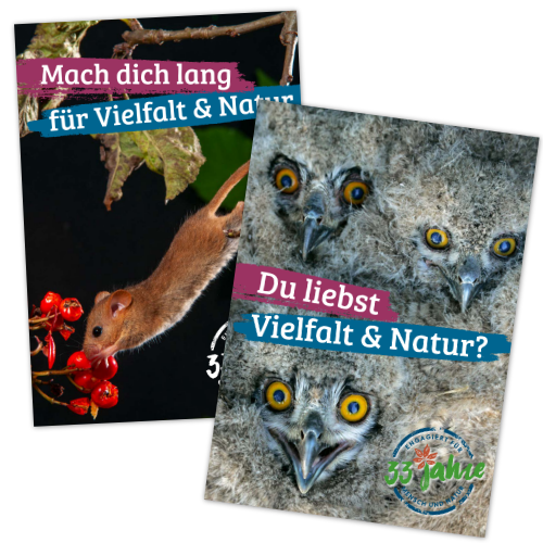 Thumb Imageflyer 2025