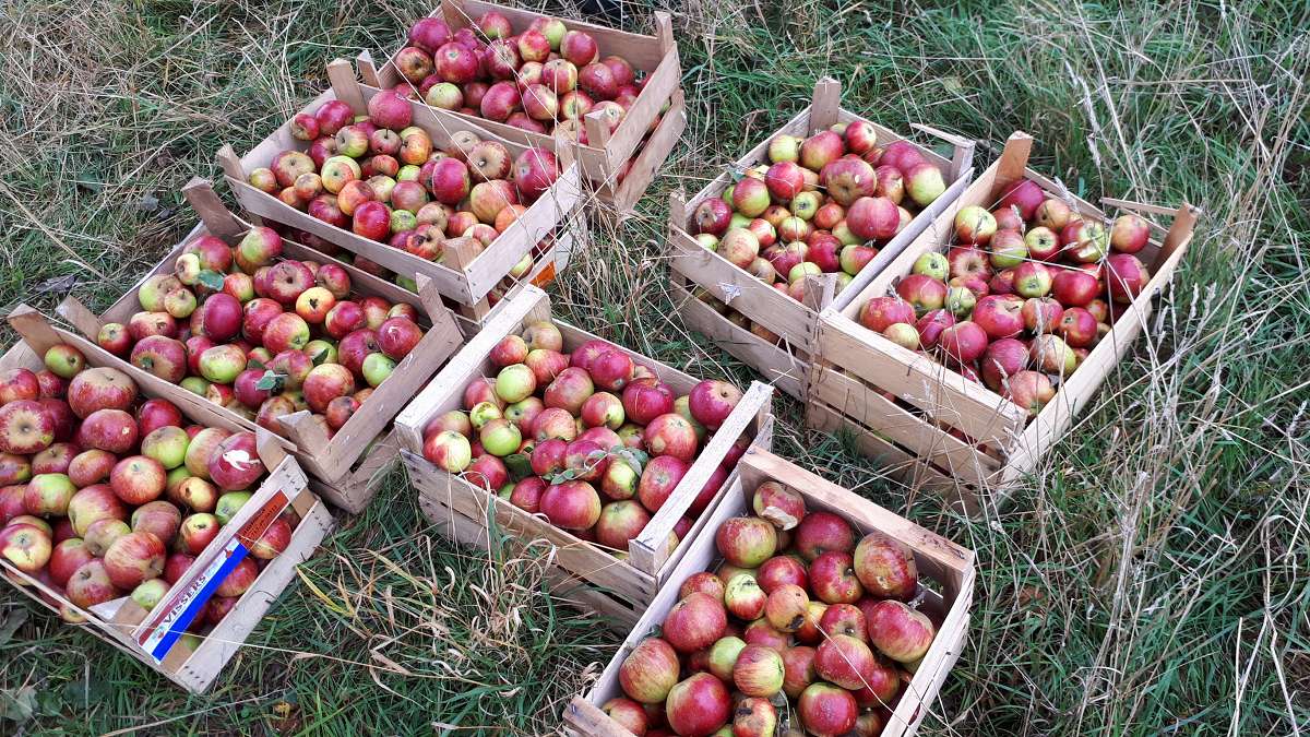 Apfel-Presstag
