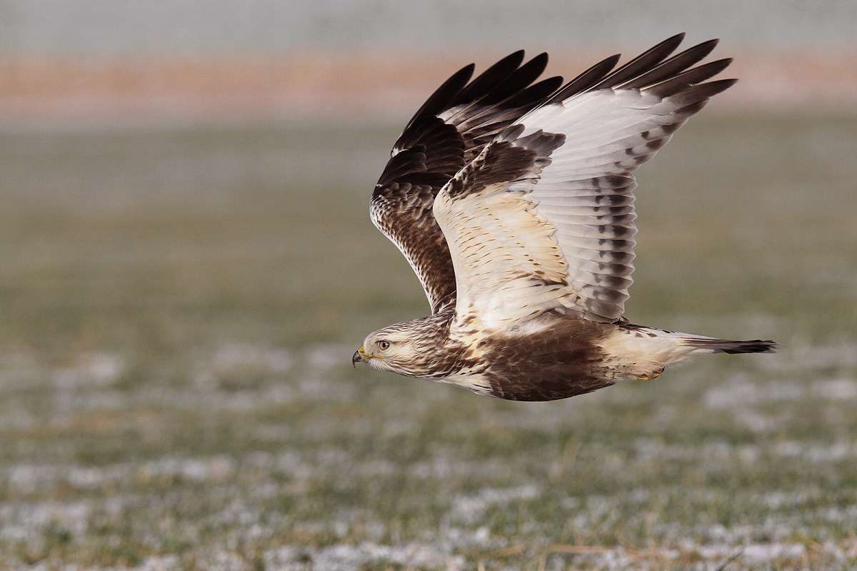 NaturTour: Ornithologische Wanderung