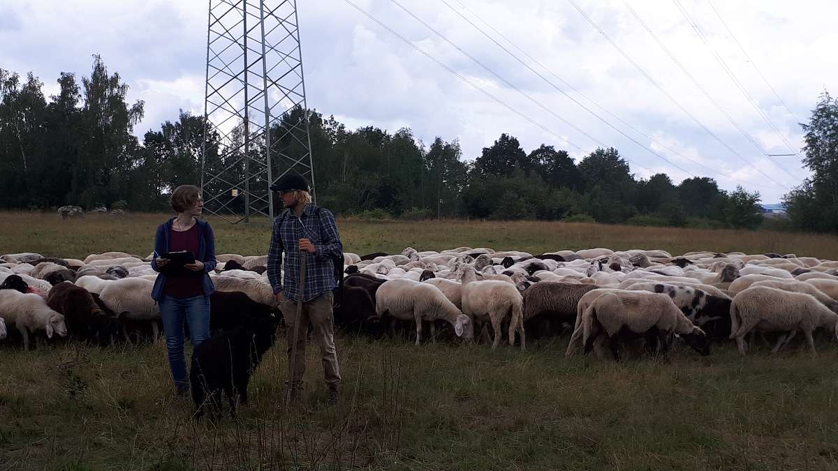 Schafe unter Strom
