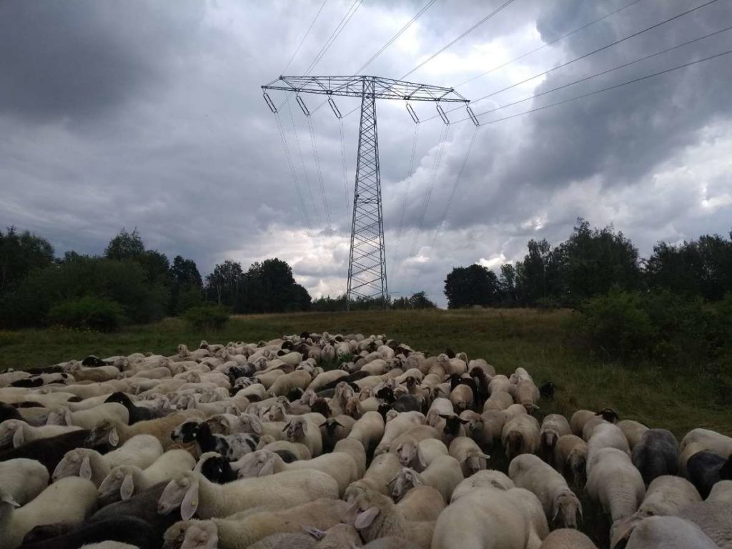 Schafe unter Strom