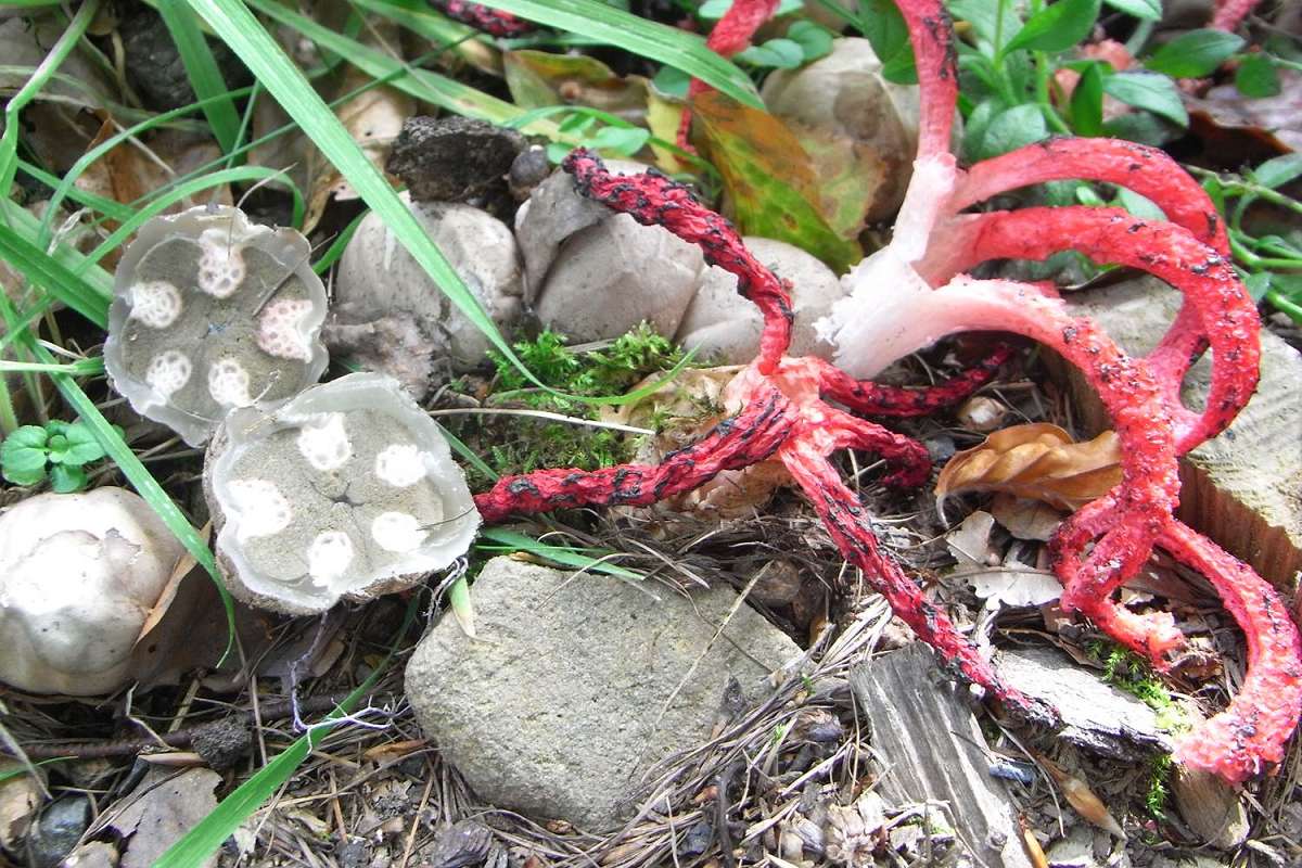 NaturTour: Erlebniswelt der Pilze